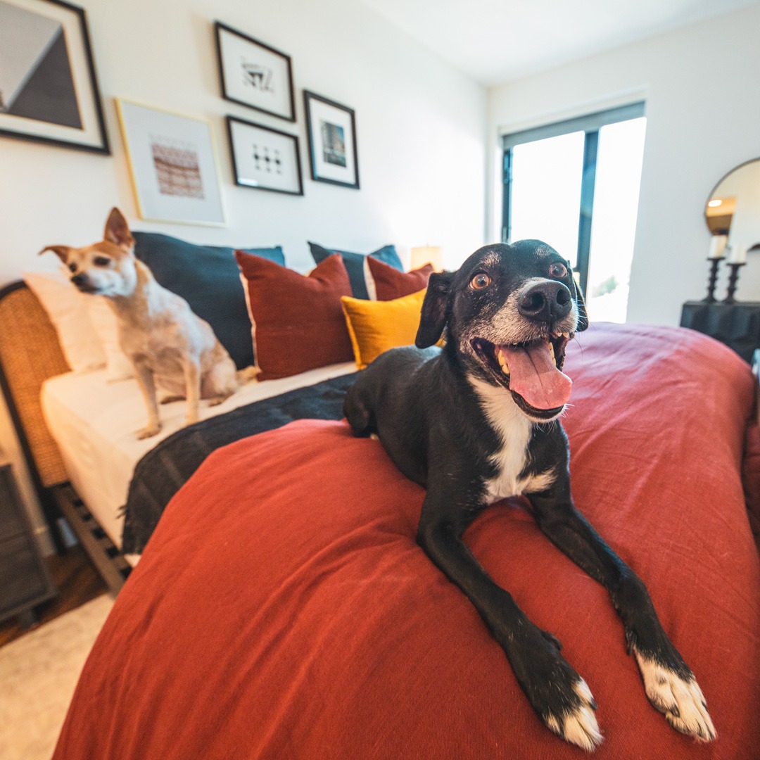 west hollywood pet friendly apartments