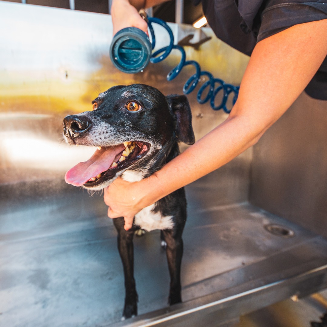 Dog_getting_a_bath_in_pet_spa__at__luxury_apartments_in_West_Hollywood_CA